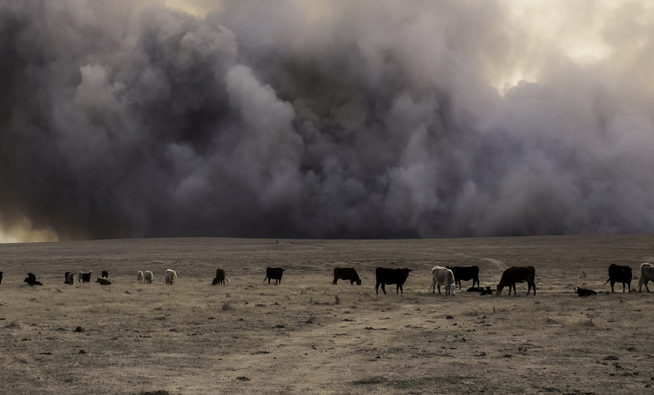 Wildfires Devastate Texas Panhandle, Leaving Over a Million Acres of ...
